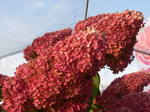 10-9-08-aji.jpg