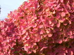10-9-08-aji2.jpg