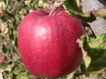 11-19-hany-70.jpg