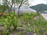 5-20-10-aji2.jpg