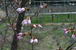 DSC_0010-1.jpg