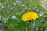 DSC_0011-1.jpg