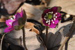 DSC_2474_SP0000.jpg