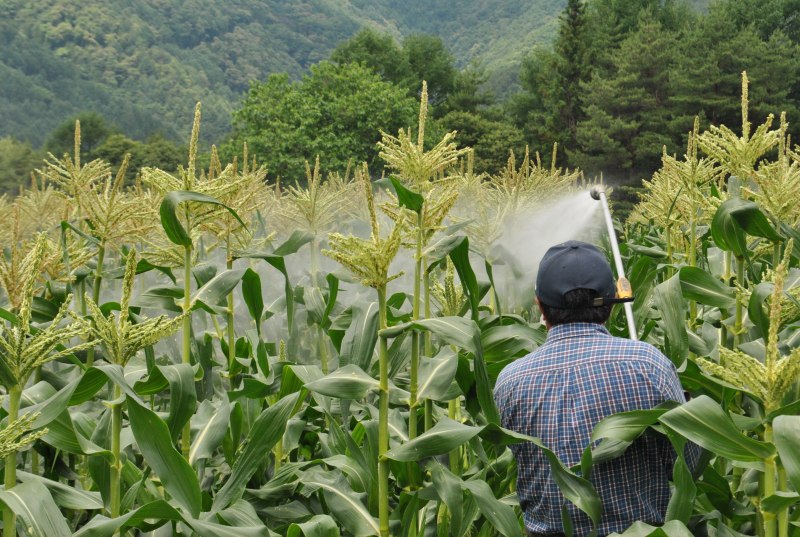 とうもろこしの消毒風景 尾瀬の麓の農家のおやじ