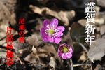 年賀13年写真.jpg