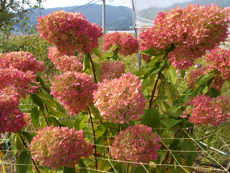 秋の紅葉紫陽花ユーカリ ガーランド - その他