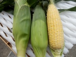 P8040018-1.jpg